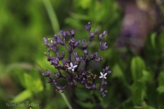 Hedyotis articularis subsp. santapaui